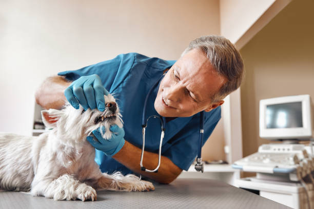Best Emergency Dental Care for Trauma or Injury in Mount Carmel, TN